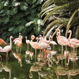 Loro Parque: Entrada 23