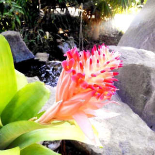Palmetum de Santa Cruz de Tenerife: Entrada 3