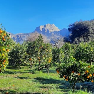 Mallorca: Valle de los Naranjos y Valldemossa Visita Guiada + Traslados 1