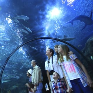 Loro Parque: Entrada 60