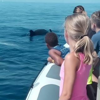 Dolphin Watching at Dawn in Alcúdia 3