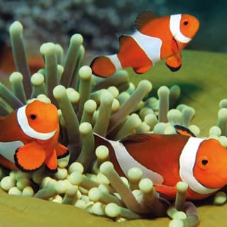 Palma Aquarium: Entrada gratuita + Cine Aquadome 3D opcional 55