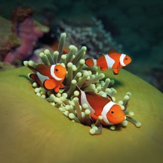 Palma Aquarium: Entrada gratuita + Cine Aquadome 3D opcional 4