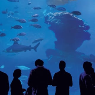 Palma Aquarium: Entrada gratuita + Cine Aquadome 3D opcional 28