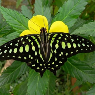 Mariposario de Benalmádena: Entrada 4