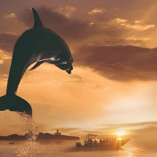 Dolphin Watching at Dawn in Alcúdia 1