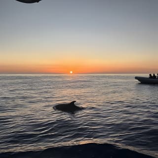 Dolphin Watching at Dawn in Alcúdia 10