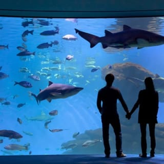 Palma Aquarium: Entrada gratuita + Cine Aquadome 3D opcional 40