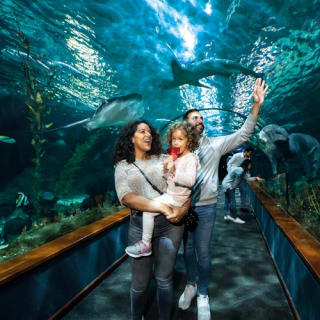 Loro Parque: Entrada 43