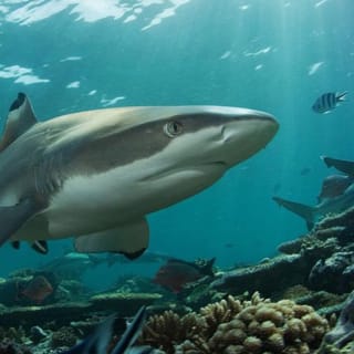 Entrada sin colas para SEA LIFE Benalmádena 3