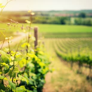 Visita una bodega de vino espumoso de calidad + maridaje a escoger