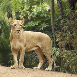 Loro Parque: Entrada 25