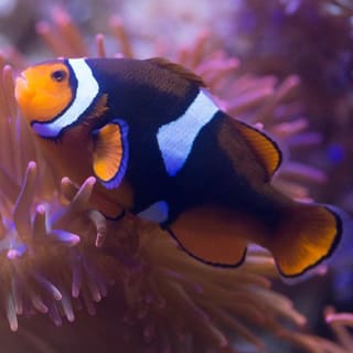 Entrada sin colas para SEA LIFE Benalmádena 4