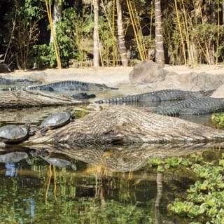 Loro Parque: Entrada 35