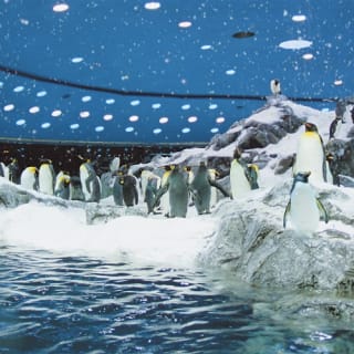 Loro Parque: Entrada 40