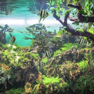 Loro Parque: Entrada 19