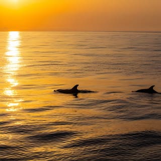 Sunrise Boat Trip in Mallorca with Dolphin-Watching 6