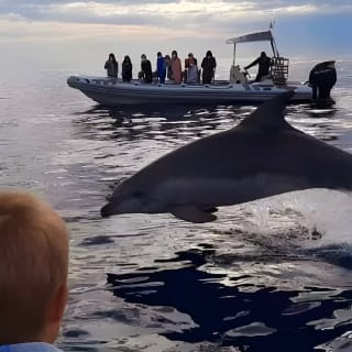 Dolphin Watching at Dawn in Alcúdia 7