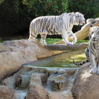 Loro Parque: Entrada 13