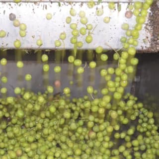 Mallorca: Visita guiada a Bodegas y Almazara + Catas + Traslado de ida y vuelta 9