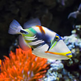 Palma Aquarium: Entrada gratuita + Cine Aquadome 3D opcional 5