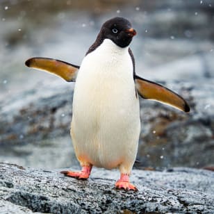 ANTARCTICA 360 - CG GALLERY | LLORET DE MAR