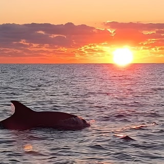 Dolphin Watching at Dawn in Alcúdia 2